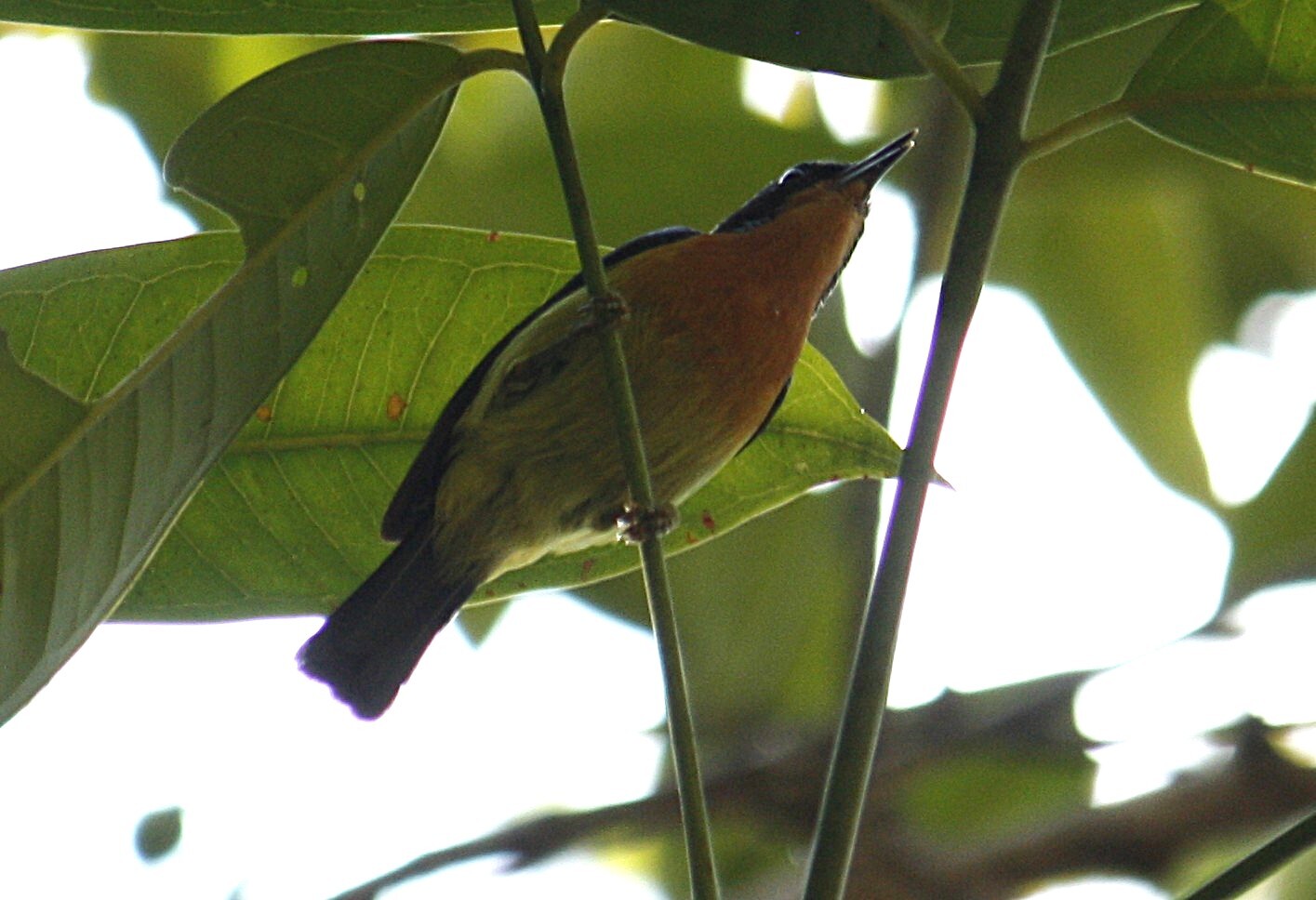 Ruby-cheeked Sunbird