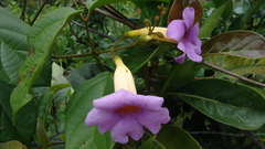 Amphilophium scabriusculum