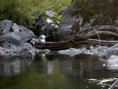 American Black Bear photographed in Oregon