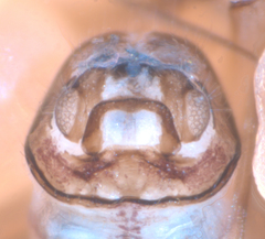 Peripsocus subfasciatus