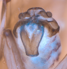 Peripsocus subfasciatus