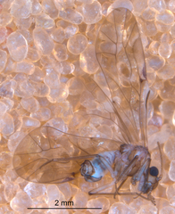 Peripsocus subfasciatus