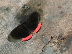 Biblis hyperia nectanabis