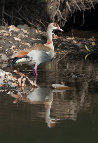 Egyptian Goose
