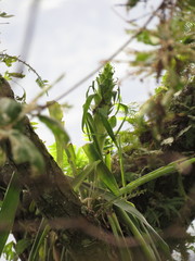 Tillandsia tillii