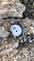 Cahuillus indioensis