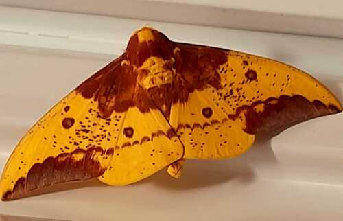 Imperial Moth