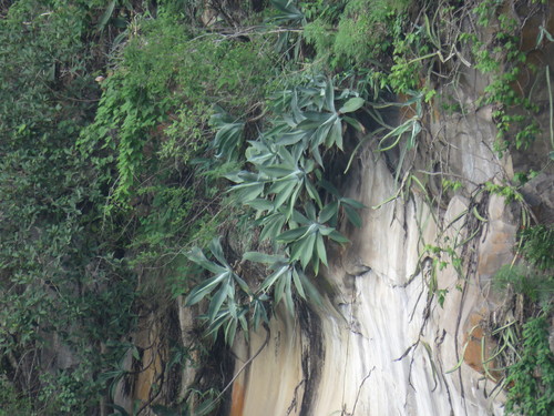 Agave attenuata