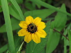 Zinnia maritima