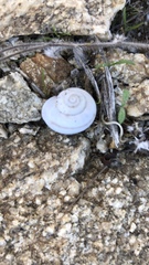 Cahuillus indioensis