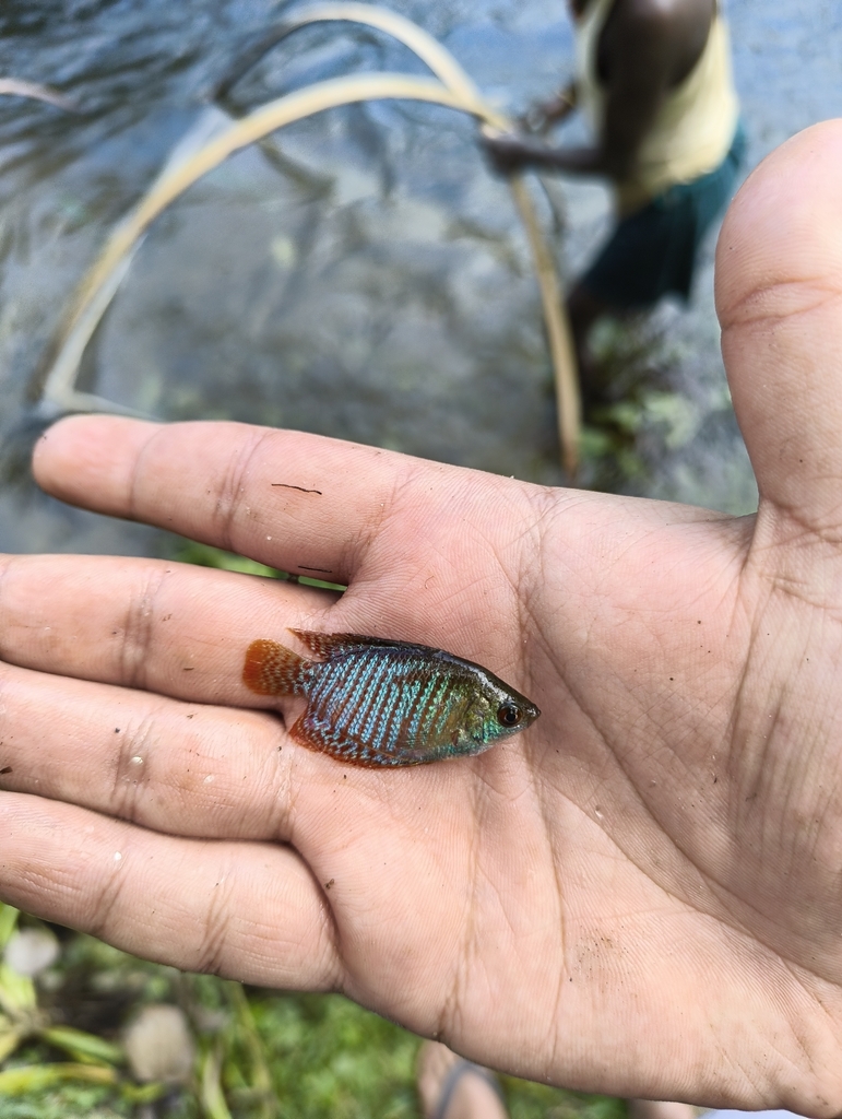 Banded gourami (Trichogaster fasciata) — Osphronemidae
