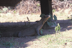 Varanus komodoensis