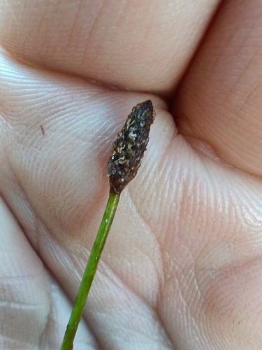 Ovate Spikerush (Eleocharis ovata)