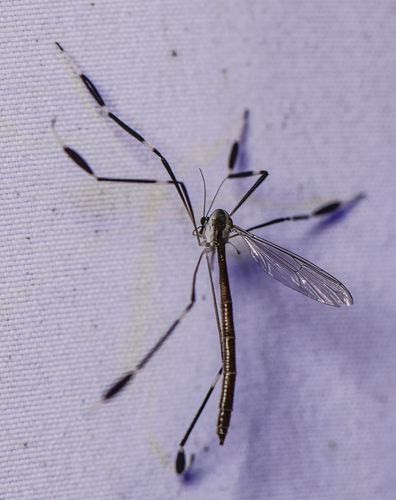 Unknown species found near Tuckahoe Village, Tuckahoe, VA 23238, USA