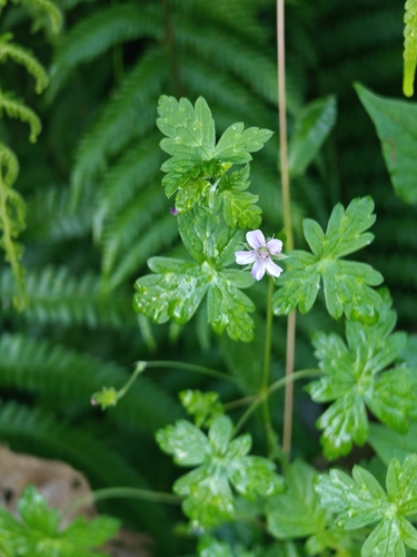 Nepal Geranium (Geranium nepalense)
