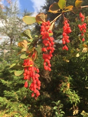 Berberis jamesiana