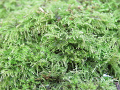 Brachythecium bolanderi