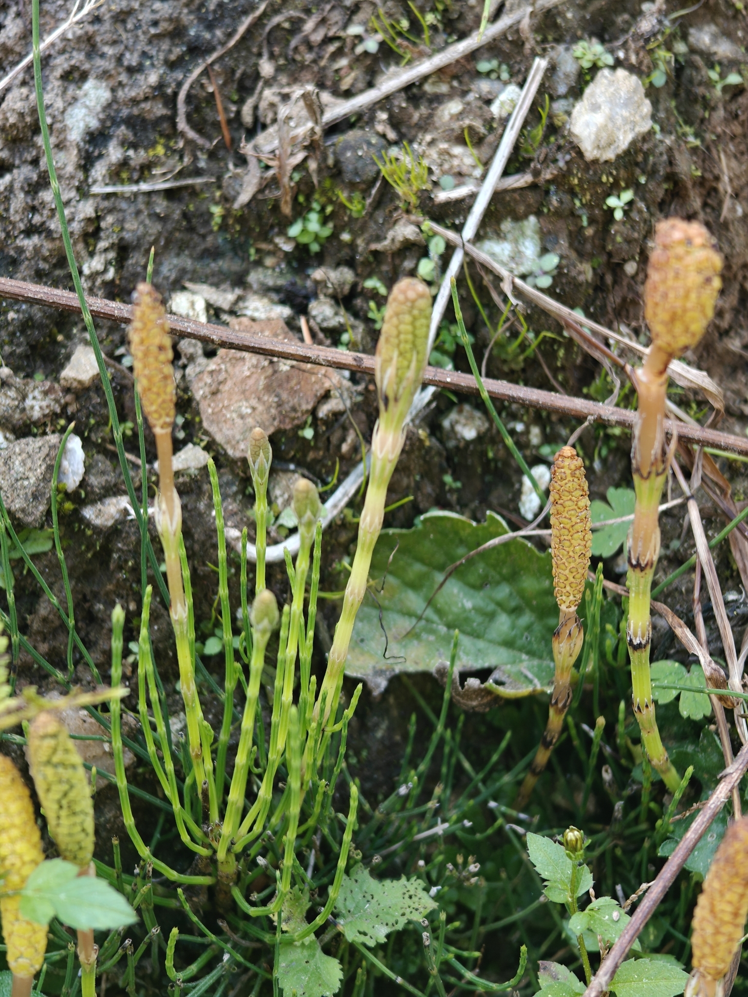 Himalayan Horsetail (Equisetum diffusum)