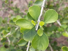 Randia obcordata