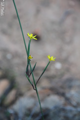 Moraea demissa