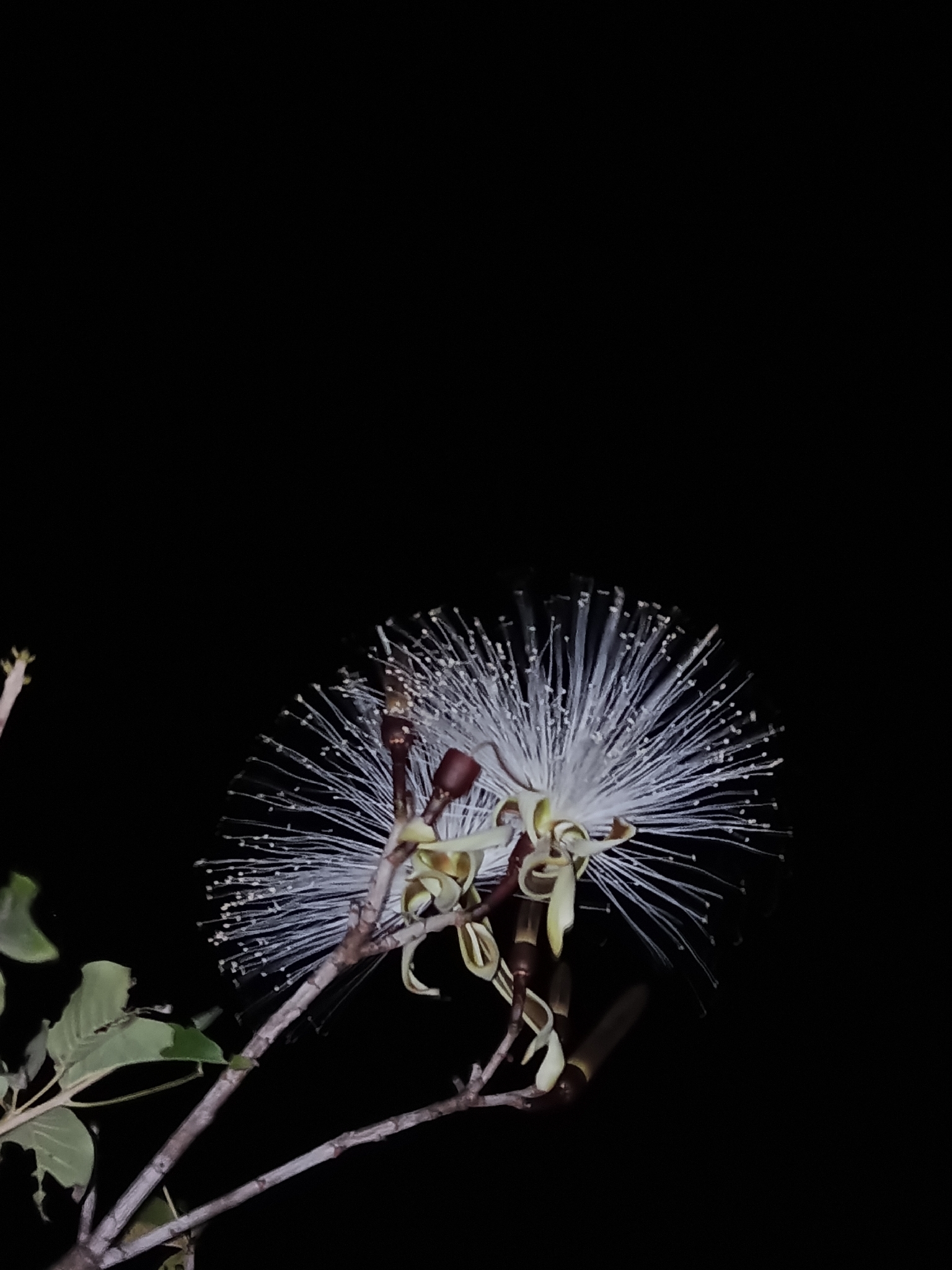 Pseudobombax grandiflorum