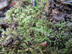 Brachythecium bolanderi