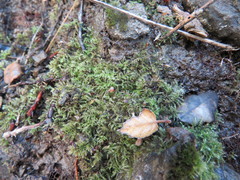 Brachythecium bolanderi