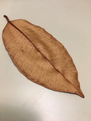 Chrysophyllum