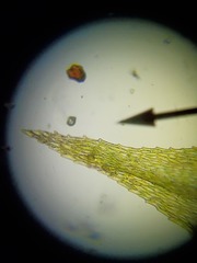 Brachythecium bolanderi