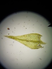 Brachythecium bolanderi