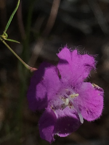 Threadleaf False Foxglove (Agalinis setacea)