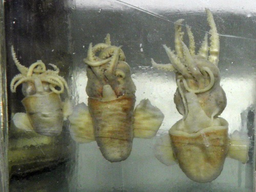 Sepiola birostrata