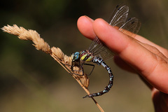 Caliaeschna microstigma