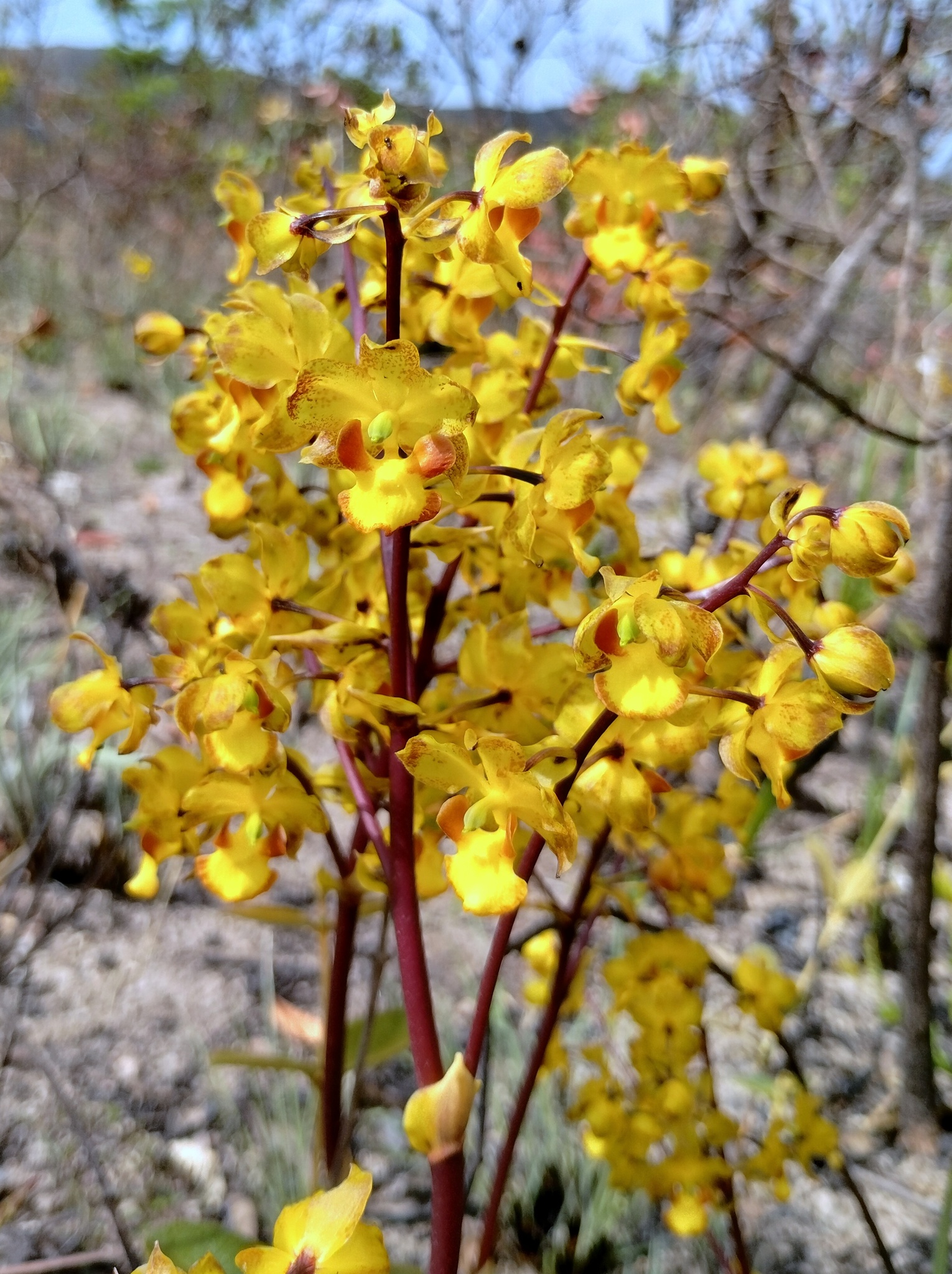 Cyrtopodium vernum Rchb.f. & Warm. 3