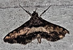 Nacoleia amphicedalis