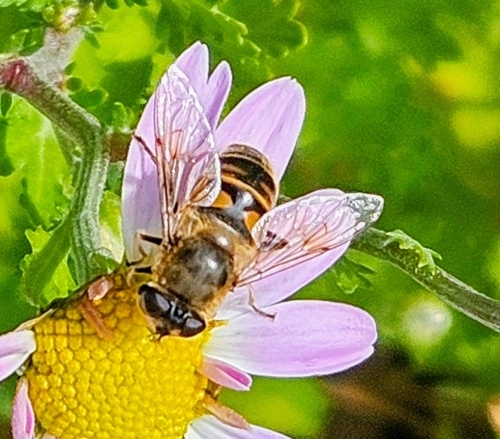 Unknown species found near New London, NH, USA