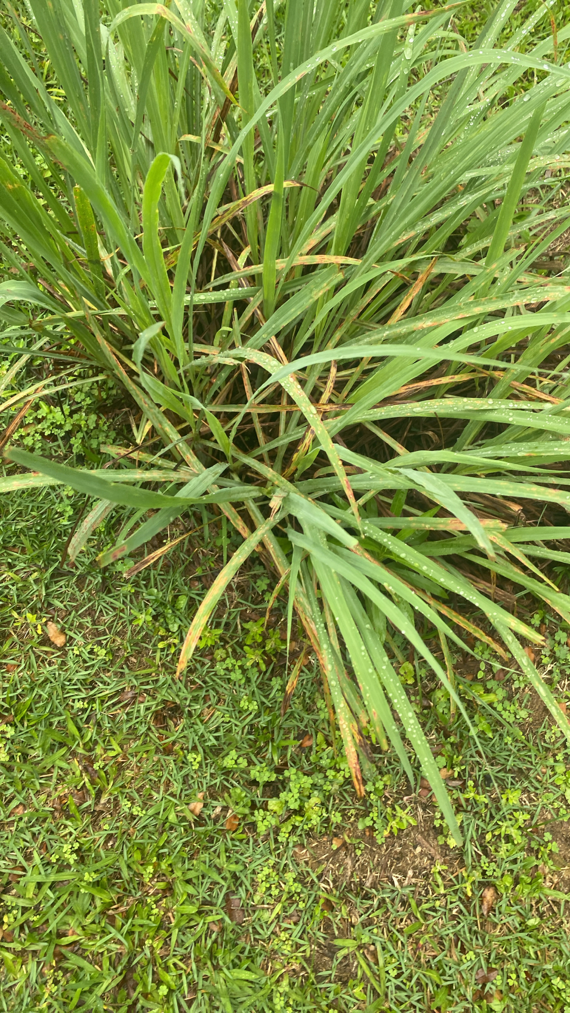 Cymbopogon citratus