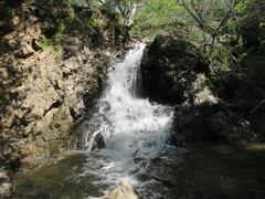 Brachythecium bolanderi