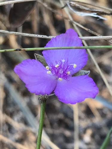 Grassleaf Roseling (Callisia graminea)