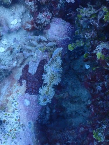 Glossodoris acosti