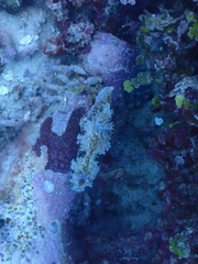 Glossodoris acosti