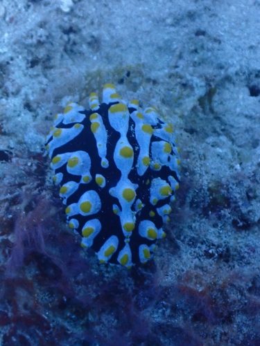 Varicose Wart Slug (Phyllidia varicosa)