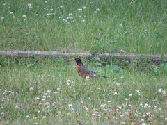 Turdus migratorius image