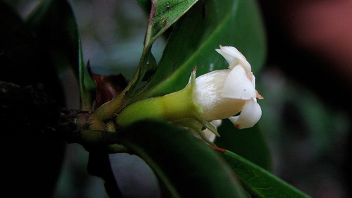 False Holly (Amaioua intermedia)
