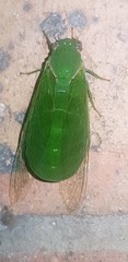 Glaucopsaltria viridis