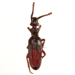 Dacoderus steineri