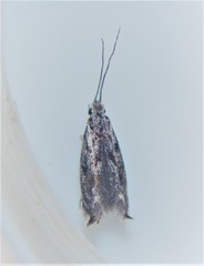 Erechthias crypsimima
