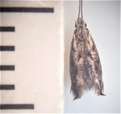 Erechthias crypsimima