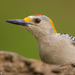 Golden-fronted Woodpecker - Photo (c) Greg Lasley, some rights reserved (CC BY-NC), uploaded by Greg Lasley