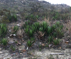 Agave lechuguilla